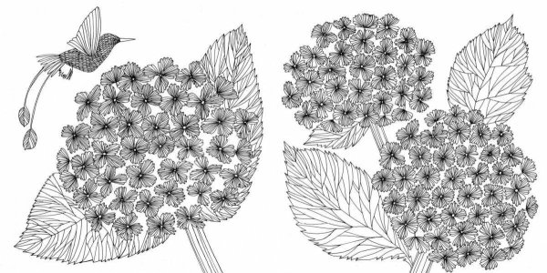 Раскраски антистресс растения