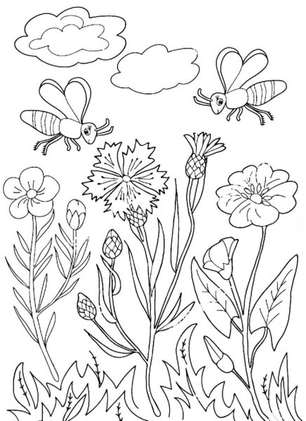 Василек раскраска для детей