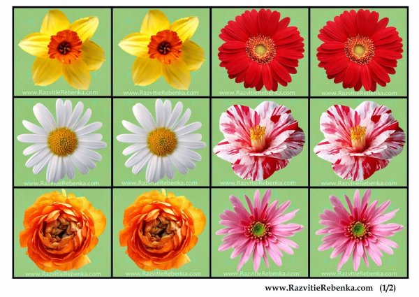 Раздаточный материал цветы