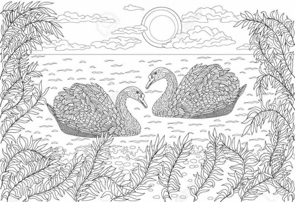 Раскраска пейзажа лебедя