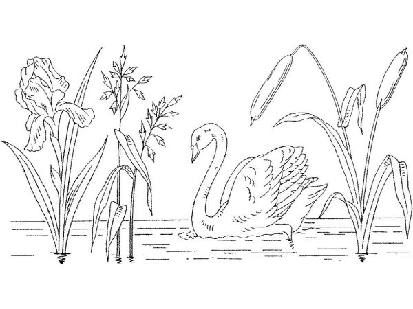 Камыш рисунок карандашом