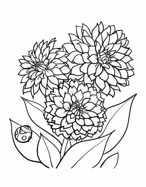 Раскраска Астра цветок