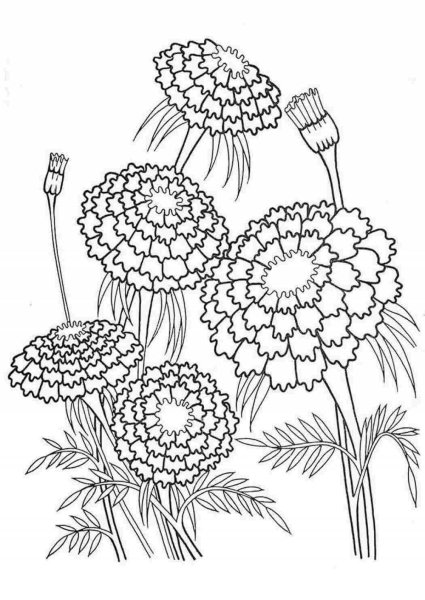 Бархатцы Тагетес