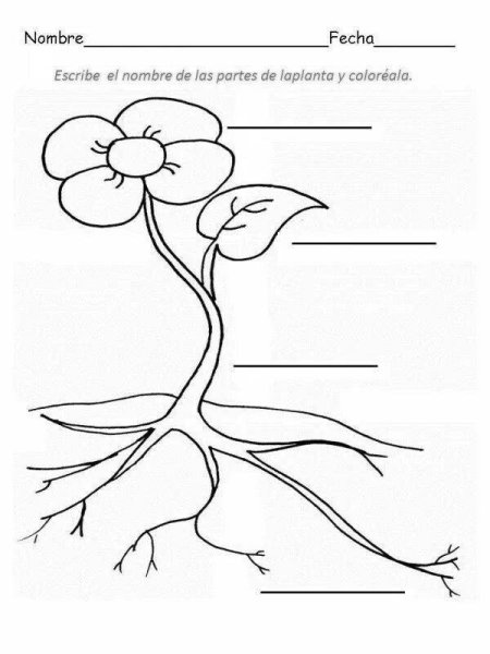 Части растений раскраска