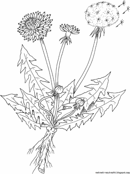 Одуванчик раскраска для малышей