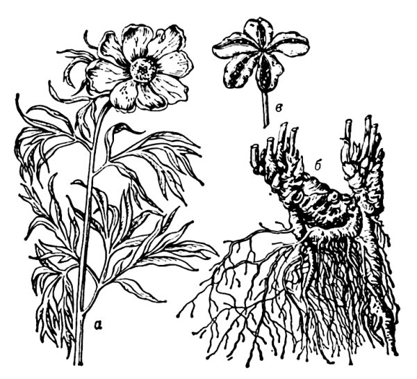 Пион Марьин корень тонколистный