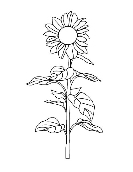 Подсолнух раскраска для детей