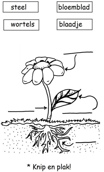 Части растения раскраска для детей