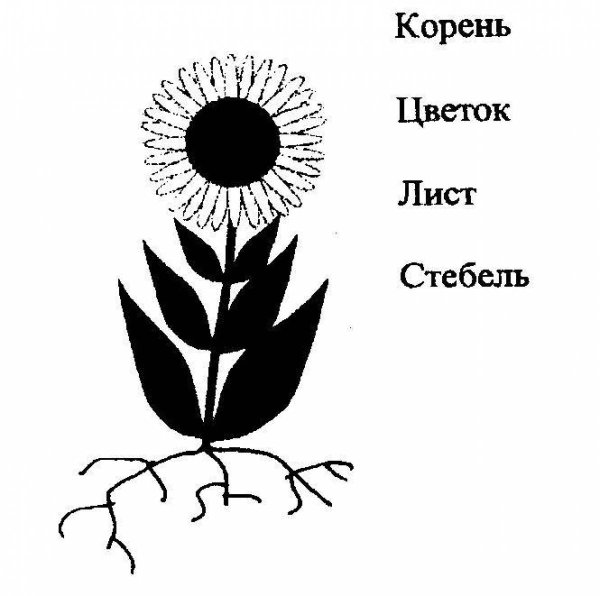 Части растений раскраска