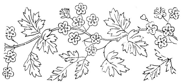 Растительный узор раскраска