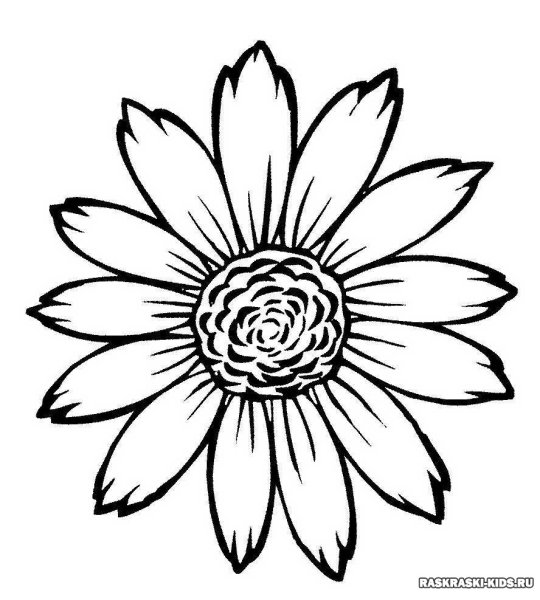 Раскраска цветок Ромашка