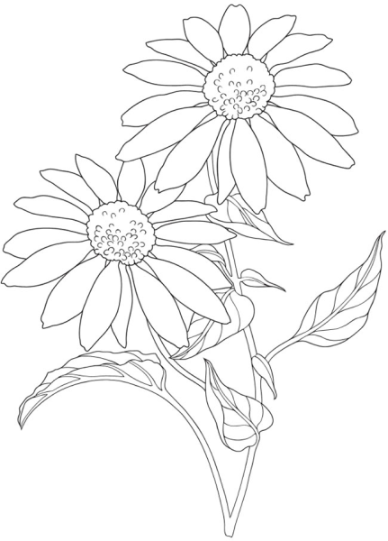 Ромашка карандашом