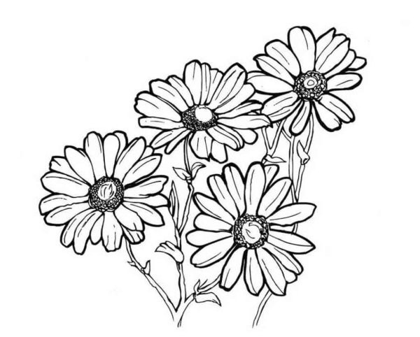 Ромашка раскраска