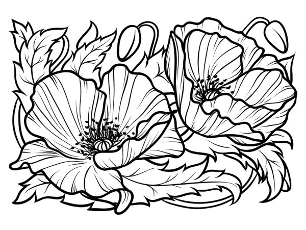 Маки раскраска