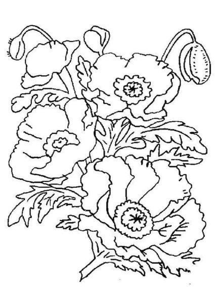 Раскраска маки цветы