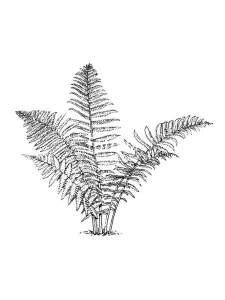 Страусник обыкновенный