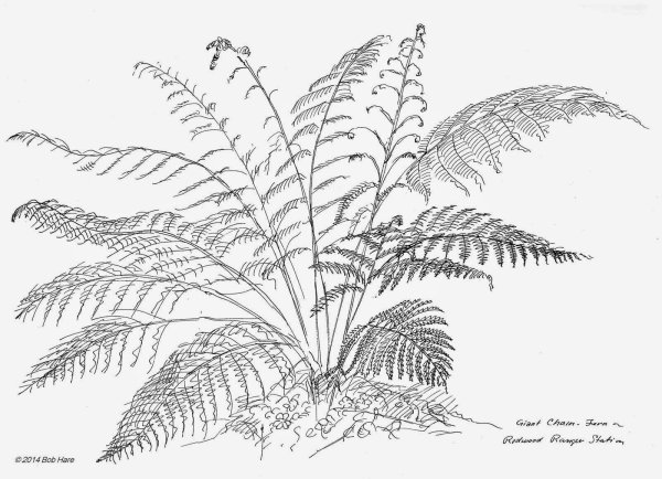 Страусник обыкновенный