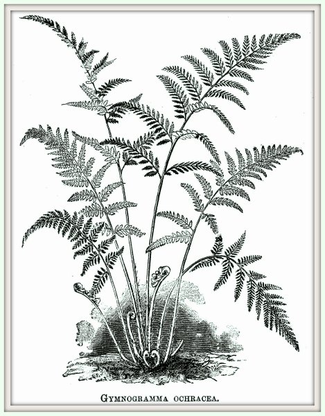 Папоротник Щитовник раскраска