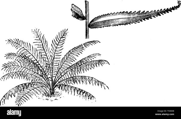 Строение папоротника нефролеписа
