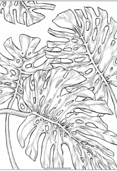 Тропические листья карандашом