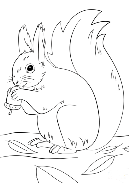 Белка раскраска
