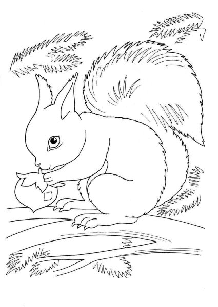 Белка раскраска