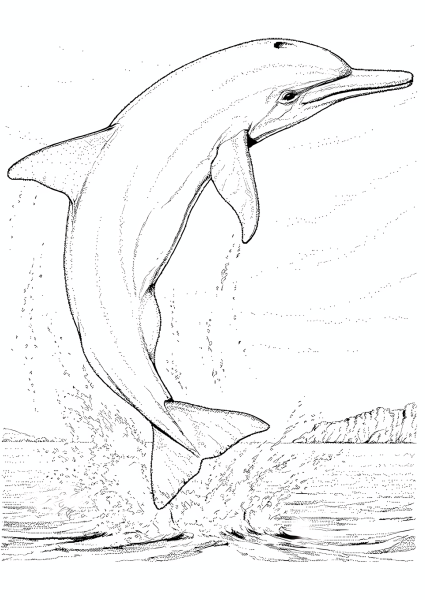 Черноморская Афалина раскраска