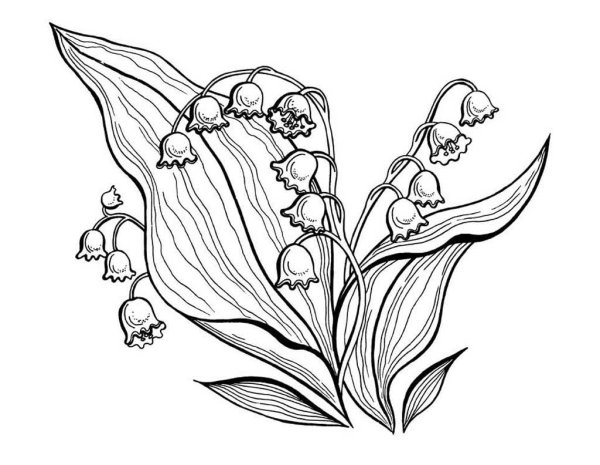 Ландыш Майский