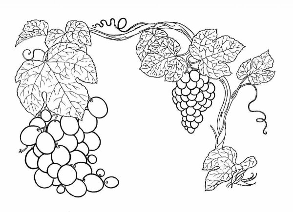 Раскраска гроздь винограда для детей