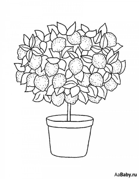 Лимонное дерево раскраска