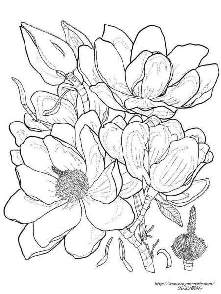 Рисунки цветов для срисовки