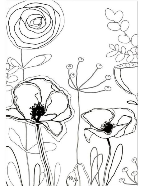 Маки контурный рисунок