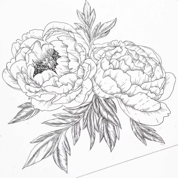 Пионы карандашом для срисовки