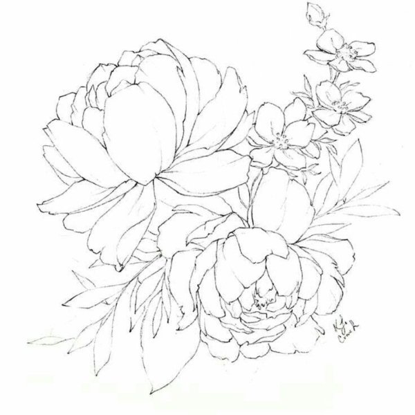 Трафарет пионы для рисования