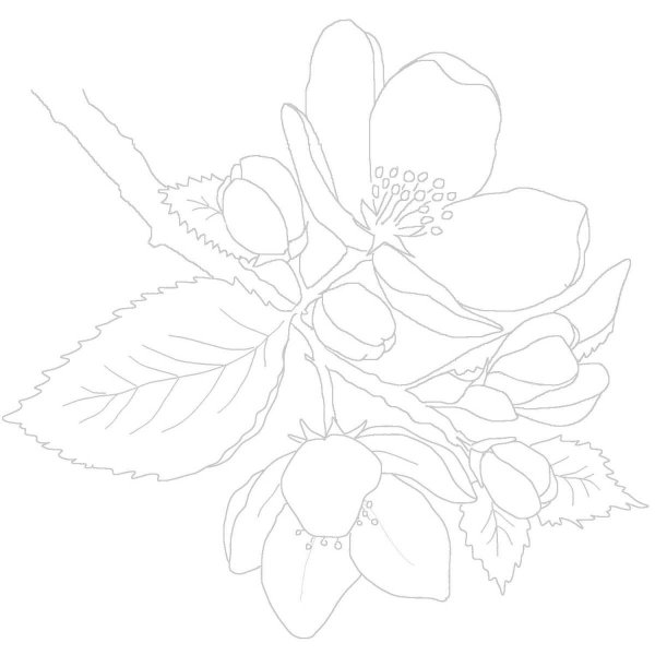 Раскраска для акварельных маркеров