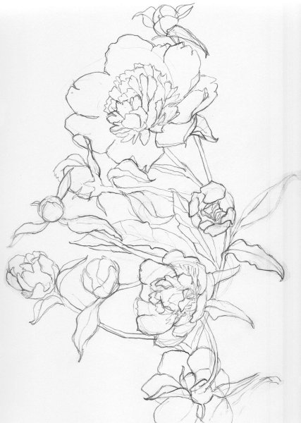 Трафарет пионы для рисования