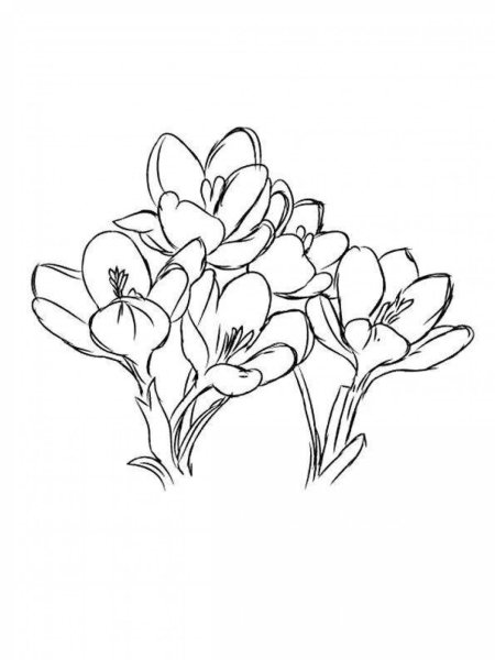 Крокусы раскраска для детей