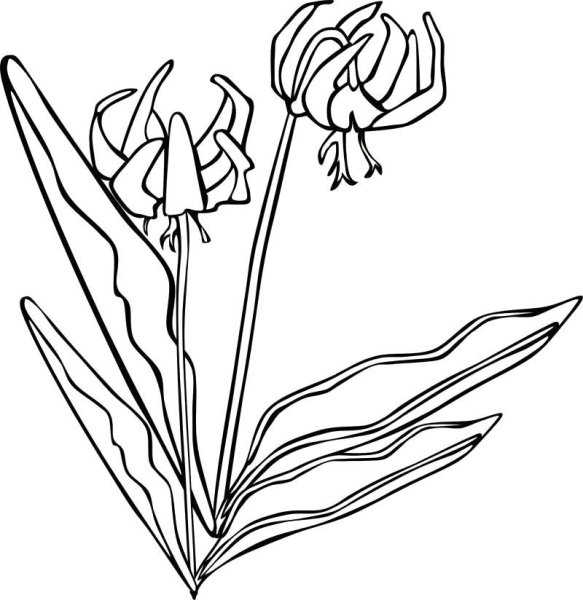 Кандык Сибирский черно белое