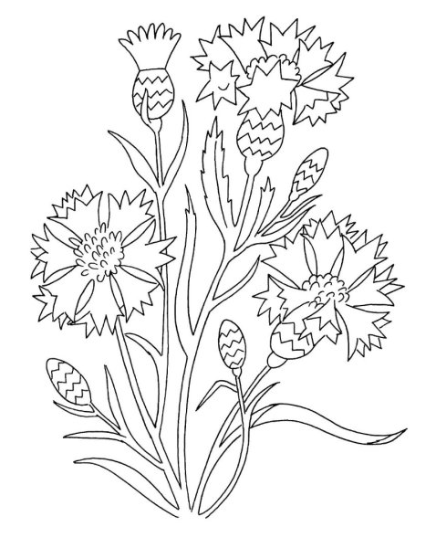 Раскраска полевых цветов