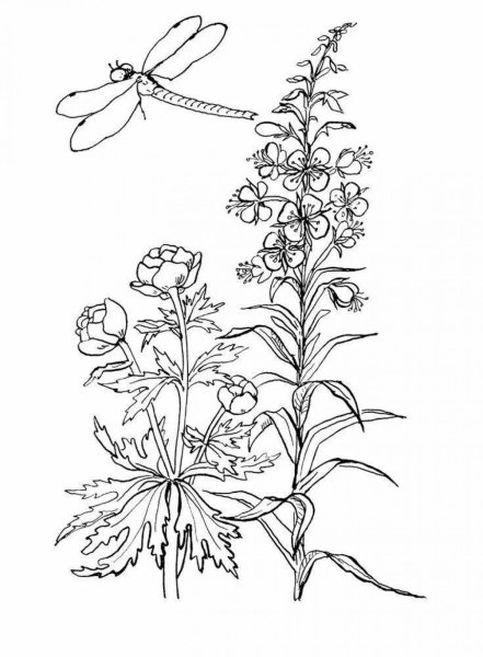 Кипрей узколистный