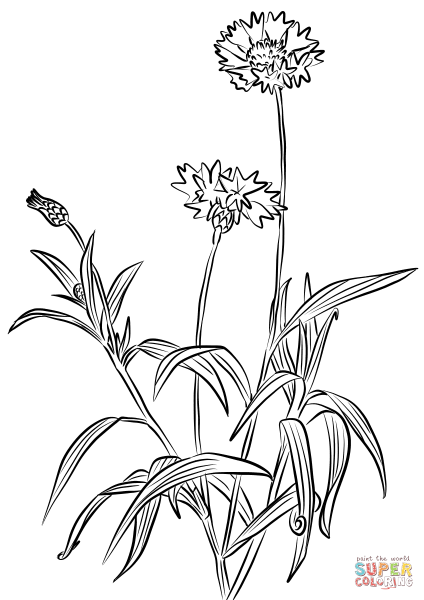 Василек Талиева раскраска