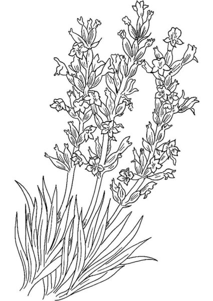 Полевые цветы раскраска