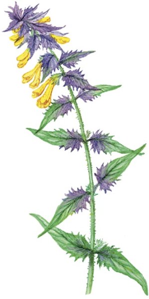 Марьянник Дубравный строение