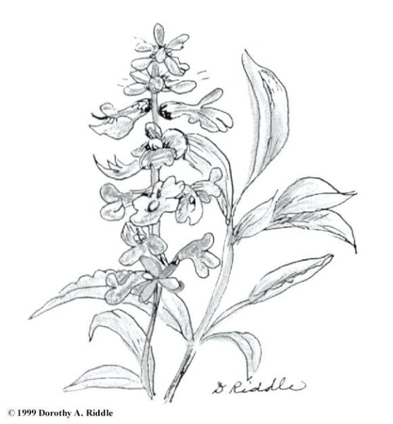 Иван чай раскраска