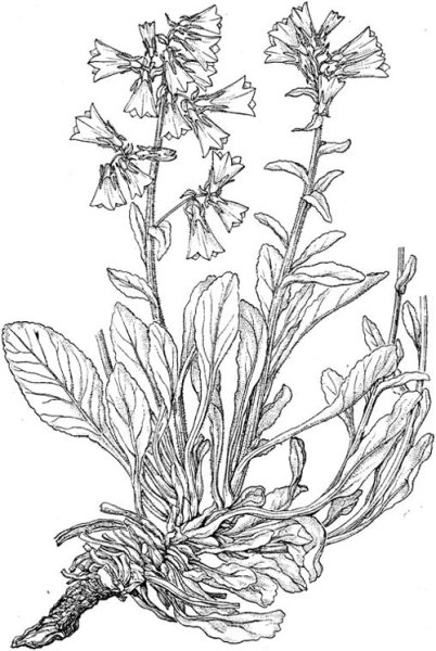 Растения степи раскраска