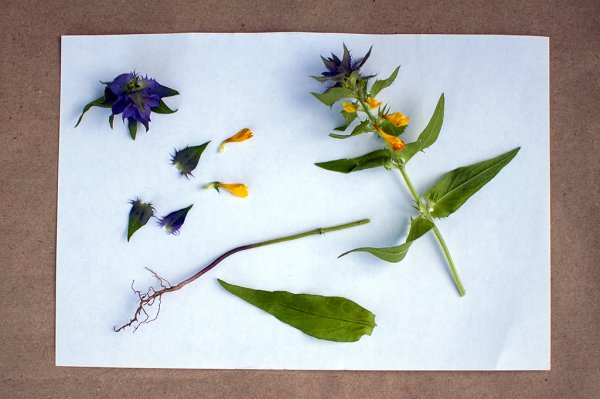 Иван да Марья гербарий