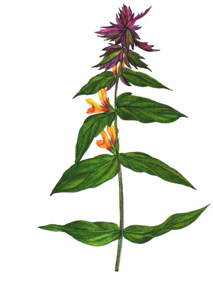 Марьянник Лесной