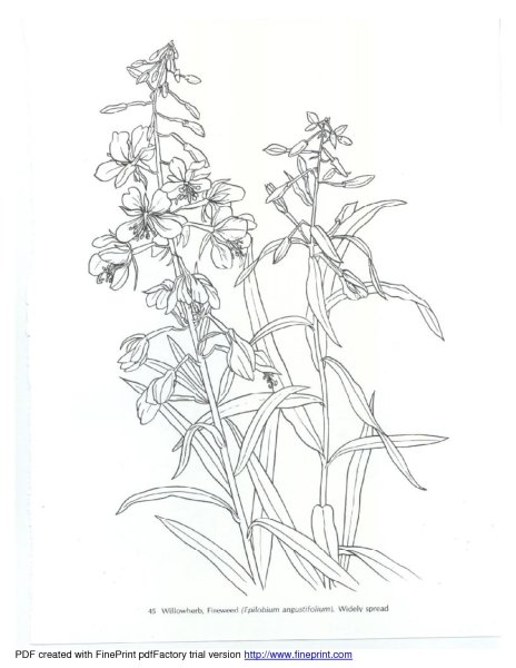 Иван чай раскраска