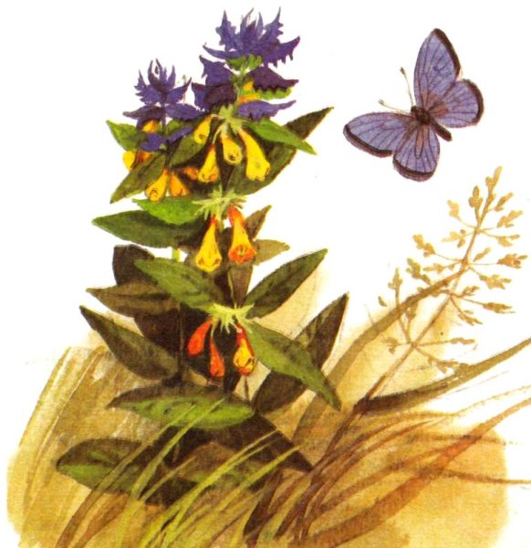 Тамара Шеварева художник