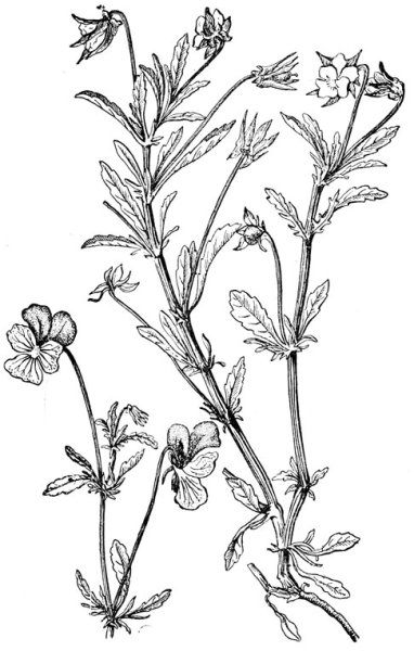 Фиалка трехцветная микроскопия